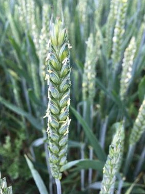 photo d'un plant de blé avec ses petites fleurs écloses