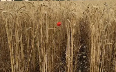 Au Cœur de la Ferme de Pontaly : Une Moisson Contrastée et un Pain 100% Local