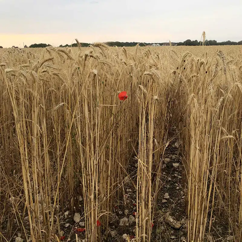 Photo d'un champ de blé et d'un unique coquelicot de la Ferme de Pontaly