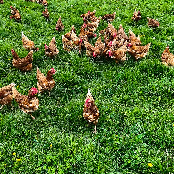 Groupe de poules élevées en extérieur à la Ferme de Pontaly