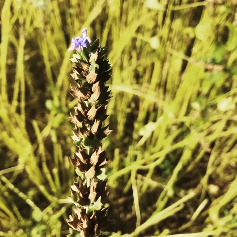 Céréale en fleurs dans un champ des Yvelines