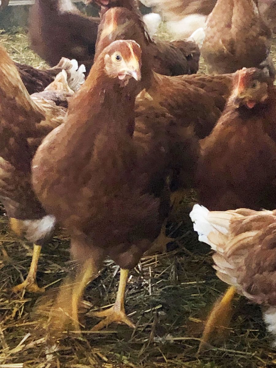 Poules pondeuses de la Ferme de Pontaly, l'œil alerte– Production d’œufs frais locaux